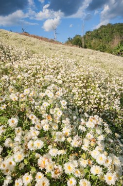 Kasımpatı çiçeği alan.