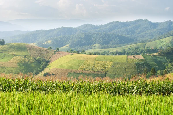 Rijst veld met berg achtergrond — Stockfoto