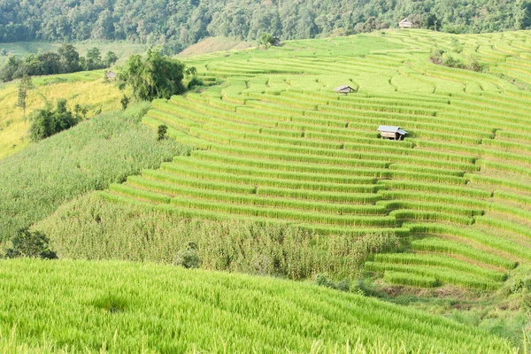Ris fält terrass med shack på Mae Jam, Chiangmai, Thailand. — Stockfoto