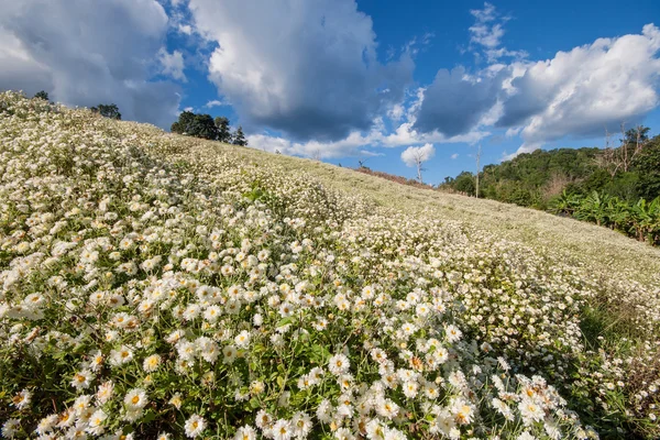 Campo de flores de crisantemo . —  Fotos de Stock