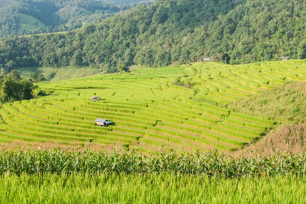 Ris fält terrass med shack på Mae Jam, Chiangmai, Thailand. — Stockfoto