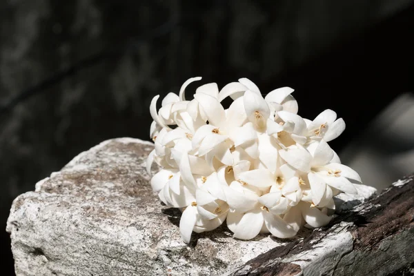 Groupe de fleurs blanches (liège indien) ). — Photo