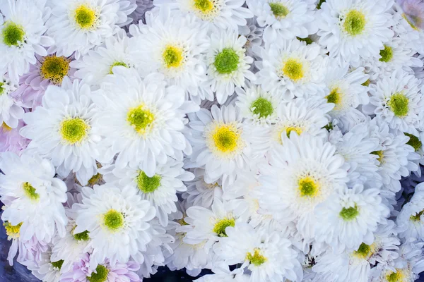 Schöne Blüte Ringelblume Blume. — Stockfoto