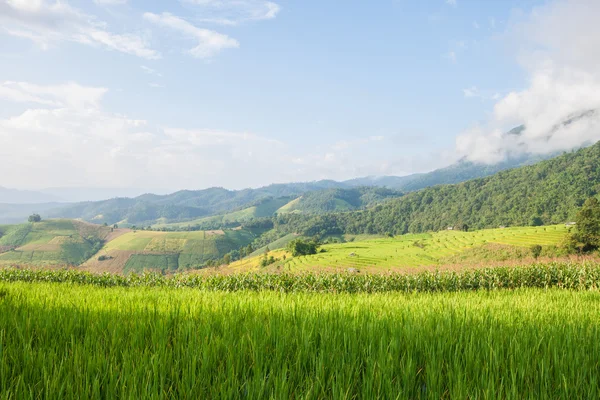 Milho e arroz campo terraço e barraca com fundo de montanha — Fotografia de Stock