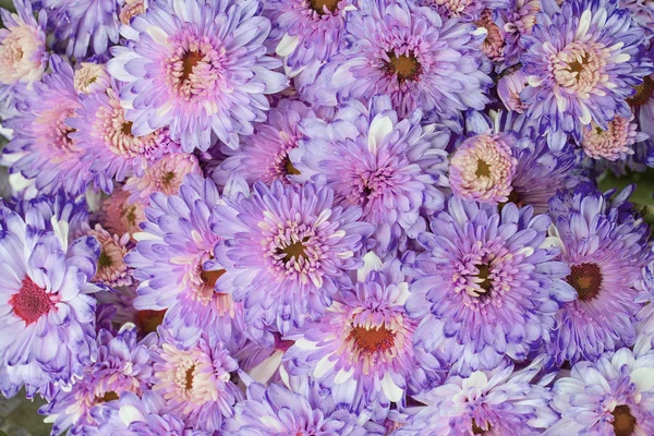 Beautiful blossom marigold flower. — Stock Photo, Image