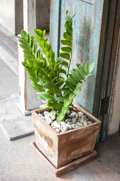 Zamioculcas zamifolia — стокове фото