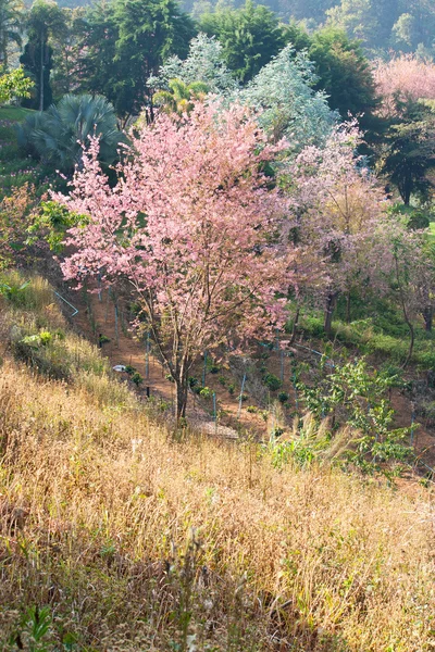 Vahşi Himalaya kiraz — Stok fotoğraf