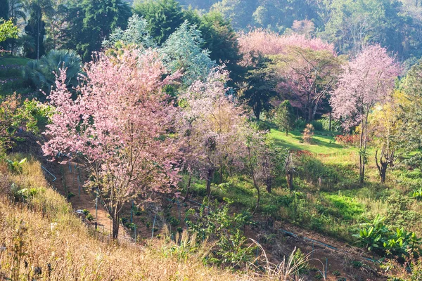 野生喜马拉雅山樱桃 — 图库照片