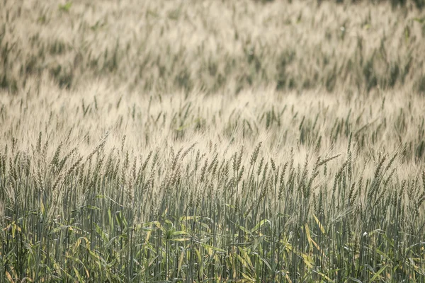 Gerst veld in vintage kleurenfilter. — Stockfoto