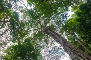 Rian büyük ağaç forrest.