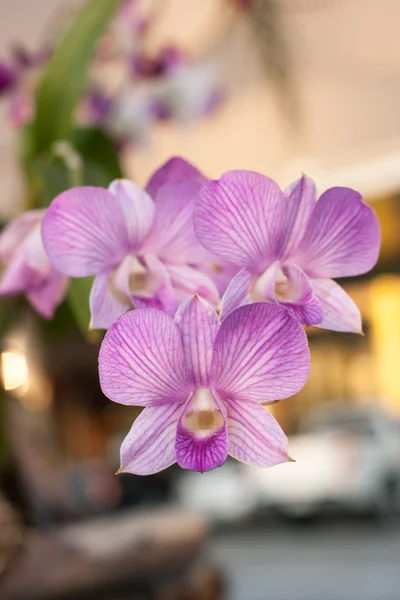 Красивая орхидея (Phalaenopsis ) — стоковое фото
