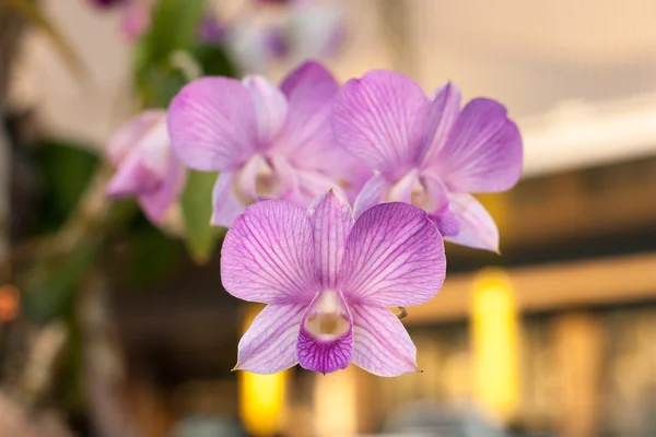 Красивая орхидея (Phalaenopsis ) — стоковое фото