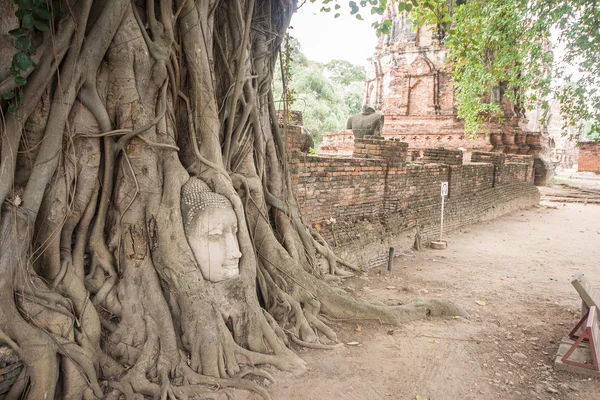 Raíces de Banyan cubriendo la cabeza de buddha . —  Fotos de Stock