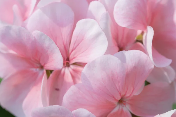 Closeup petal of geranium. — Stock Photo, Image