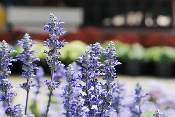 Blauwe salvia — Stockfoto