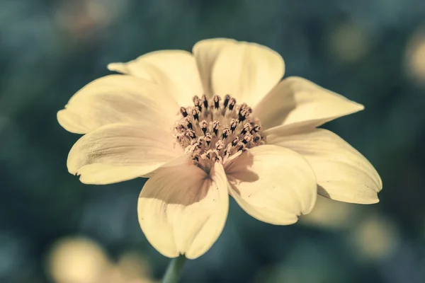 Yellow Cosmos. — Stock Photo, Image