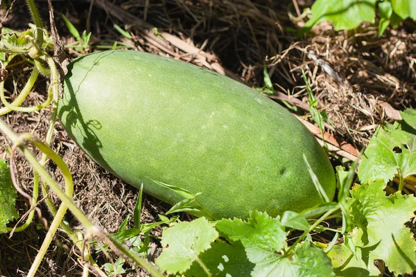 Winter melon. — Stock Photo, Image