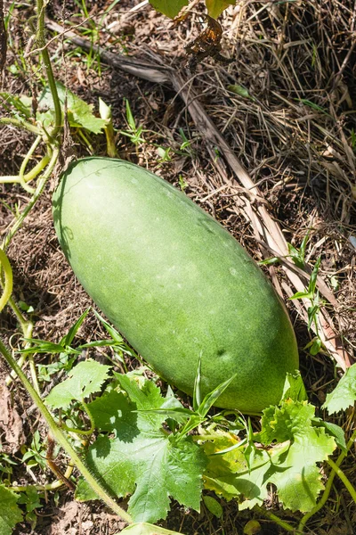 Winter melon. — Stock Photo, Image