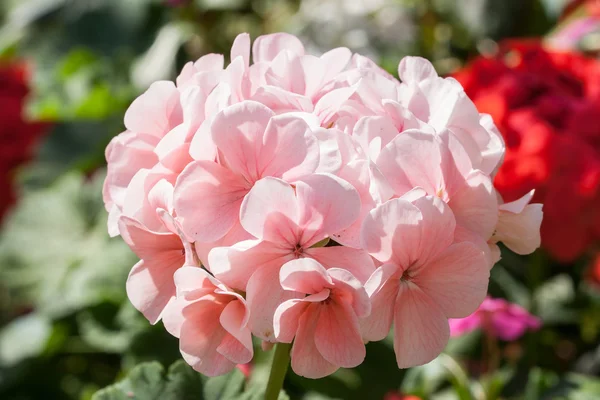 Pink geranium. — Stock Photo, Image