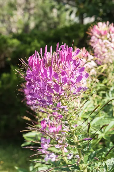 Cleome — стокове фото