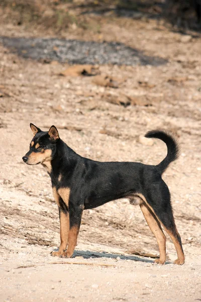 Thai kutya. — Stock Fotó