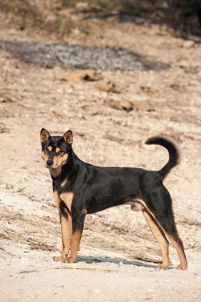 Cão tailandês . — Fotografia de Stock