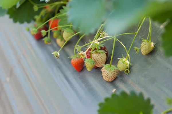 Fragola fresca matura sul ramo . — Foto Stock