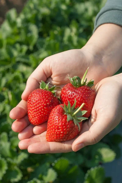 Rijpe aardbeien in hand. — Stockfoto