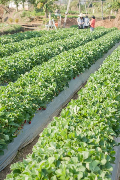 Stawberry bed. — Stock Photo, Image