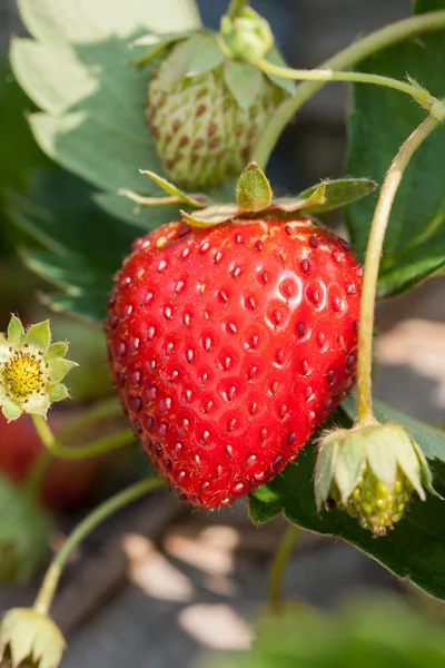 Verse rijpe aardbeien op de tak. — Stockfoto