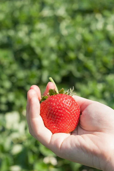 Rijpe aardbeien in hand. — Stockfoto