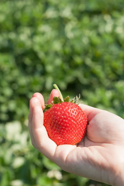 Fragola matura in mano . — Foto Stock