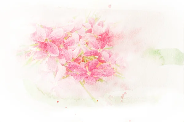 Flower (Rangoon creeper) watercolor illustration. — Stock Photo, Image