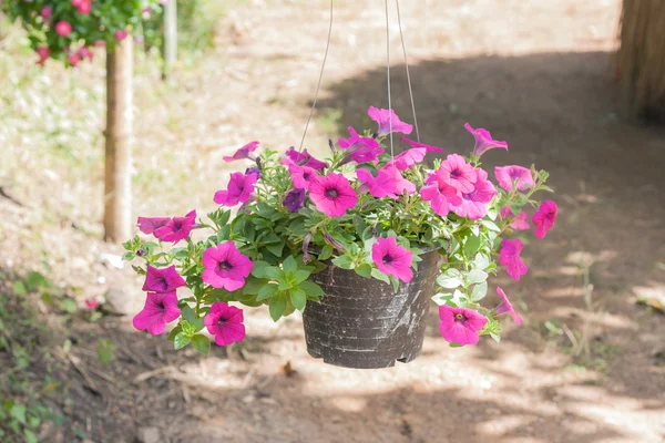 Petunia in pot. — Stockfoto