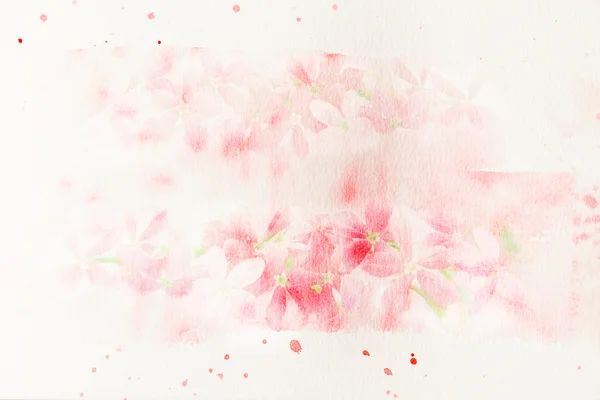 Květ (Rangún liána) akvarel ilustrace. — Stock fotografie