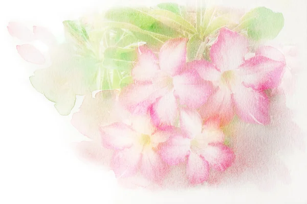 Bloem (Desert Rose, Impala Lily, bespotten Azalea) aquarel illustratie. — Stockfoto