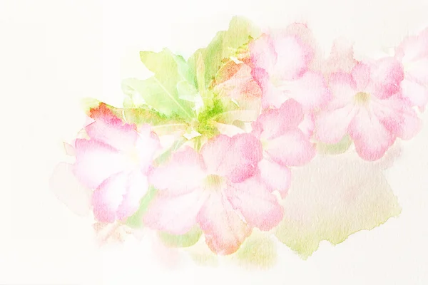 Bloem (Desert Rose, Impala Lily, bespotten Azalea) aquarel illustratie. — Stockfoto