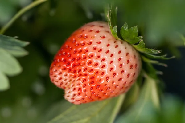 Verse rijpe aardbeien op de tak. — Stockfoto