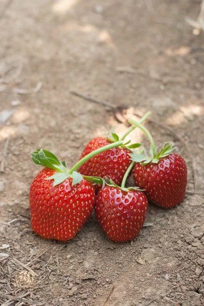 Verse rijpe aardbeien op grond. — Stockfoto