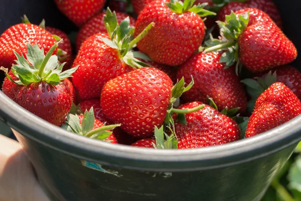 Verse rijpe aardbeien in emmer. — Stockfoto