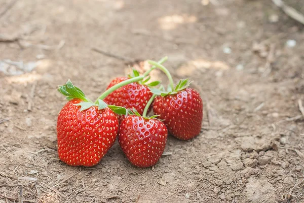 Verse rijpe aardbeien op grond. — Stockfoto