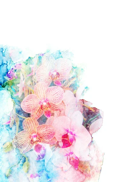 Цветочные акварели . — стоковое фото