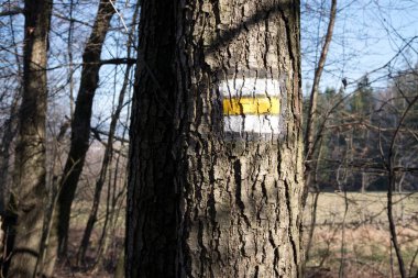 Çek Cumhuriyeti 'nde bir ormandaki bir ağaçta turist izleri var. Sarı ve beyaz.