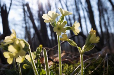 Ormanda yetişen güzel bahar sarısı çuha çiçeği..