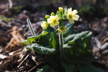 Ormanda yetişen güzel bahar sarısı çuha çiçeği..