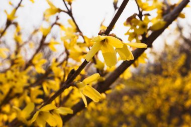 Altın renkli çalı çiçekleri (Paskalya ağacı) çok güzel. Bahar akşamında sarı çiçek açan dalın makro ayrıntıları.