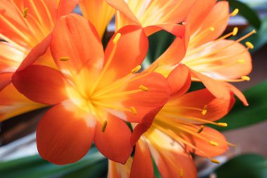 Clivia miniata, Natal Lily, Bush Lily veya Kaffir zambağı. Güzel çiçek yapraklarını kapatın..