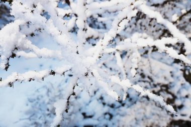 Barberry - Berberis vulgaris kış aylarında kar altında dallanır.