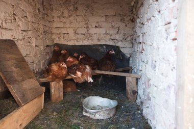 Kümesteki tavuk kümesinin içinde oturan bir grup tavuk..