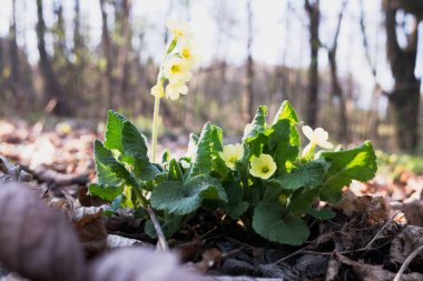 Ormanda çuha çiçekleri (öküz dudağı). Kapalı makro fotoğraf çiçek ayrıntılarını gösterir.